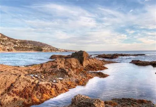 Вы можете найти крабов, морских звезд и многое другое в знаменитых приливных бассейнах на пляже Острова Сокровищ.