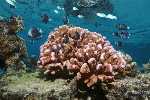 В исследовательской лаборатории Службы национальных парков в лагунах Офу ученые изучают влияние изменения климата на коралловые рифы.