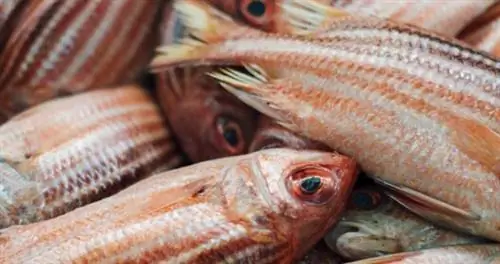 Познакомьтесь с израильским шеф-поваром, готовящим сосуществование