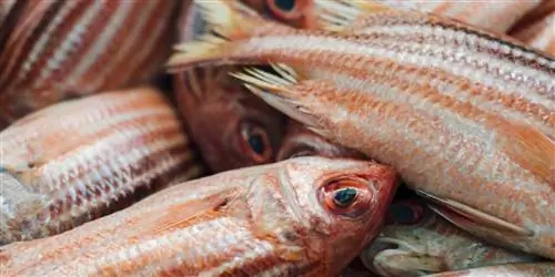 Познакомьтесь с израильским шеф-поваром, готовящим сосуществование