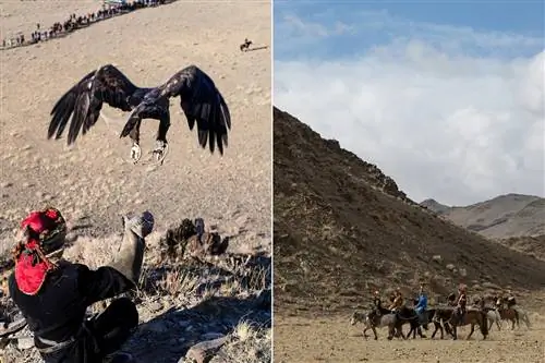 Беркуты могут нырять со скоростью до 200 миль в час.