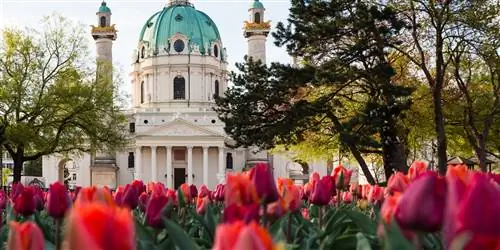 Весна не отменяется: красивые фото со всего мира