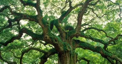 Чем заняться в Южной Каролине