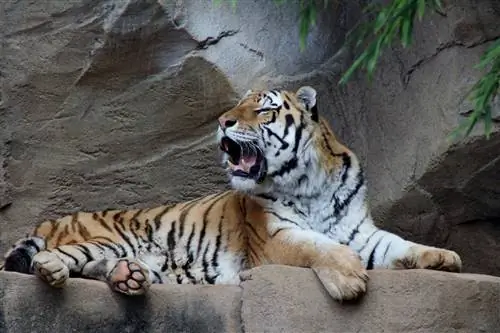 Помимо таких животных, как тигры, Ривербэнкс может похвастаться ботаническим садом, историческими руинами и каруселью.