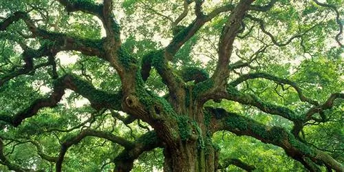 Чем заняться в Южной Каролине