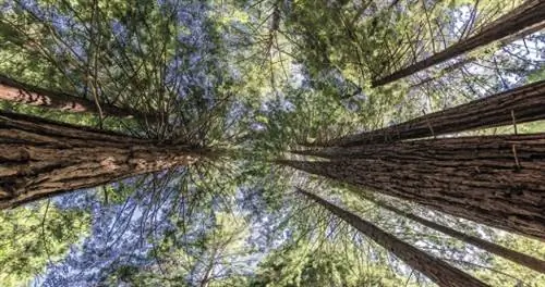 Один, без телефона, в лесу в ночь выборов