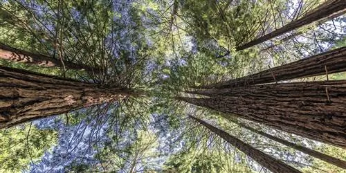 Один, без телефона, в лесу в ночь выборов