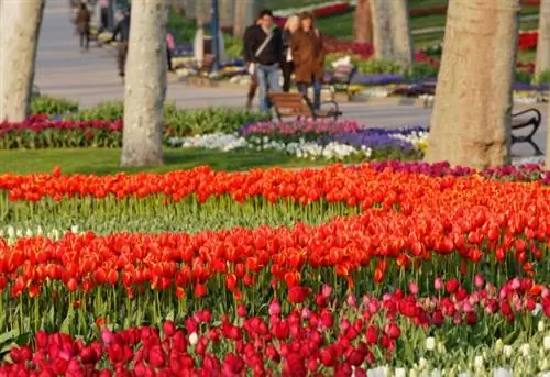 Турция, Стамбул, Парк Гюльхане, Цветущие тюльпаны