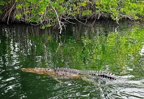Крокодил, Черная река, Сент-Элизабет, Ямайка, Вест-Индия, Карибский бассейн, Центральная Америка.