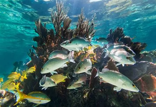 Кристально чистые подводные сцены из национального парка Laughing Bird Caye; Белиз