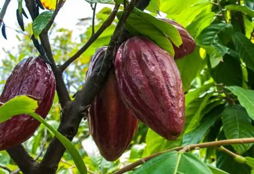 Какао растет на ферме Original Hawaiian Chocolate.