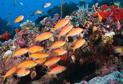 Shoal of Threadfin Anthias, Nemanthias carberryi, Атолл Северный Мале, Мальдивы