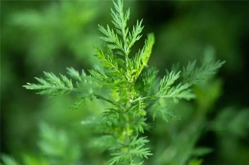 Полынь душистая (Artemisia annua)