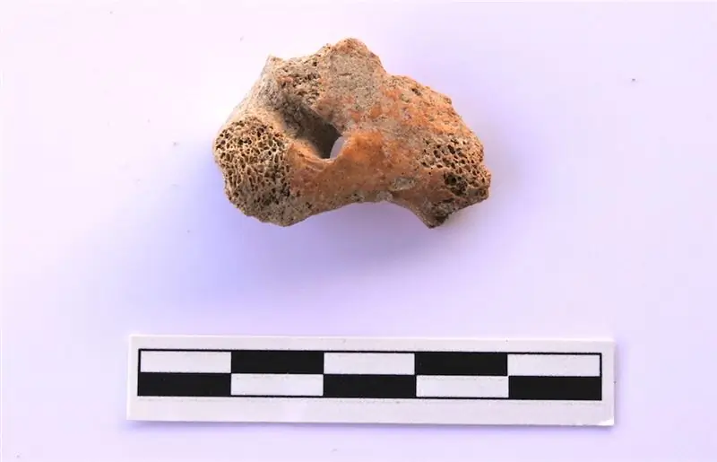 Фрагмент позвоночника львенка, найденный на Пелопоннесском полуострове в Греции