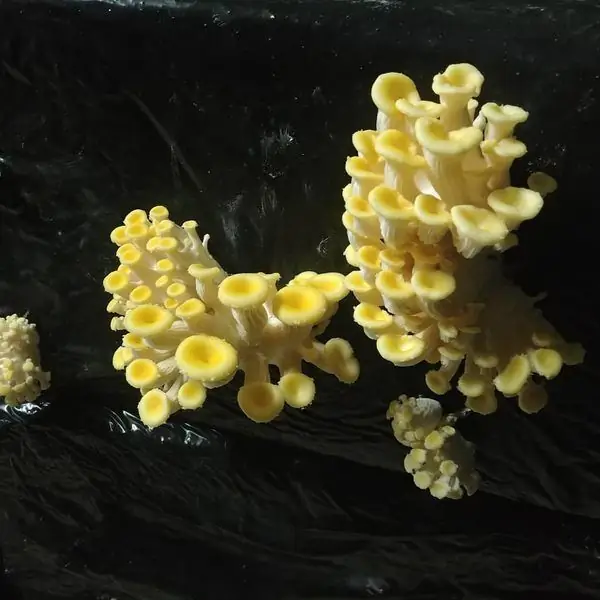 La Cave des Roches (Грибные пещеры)