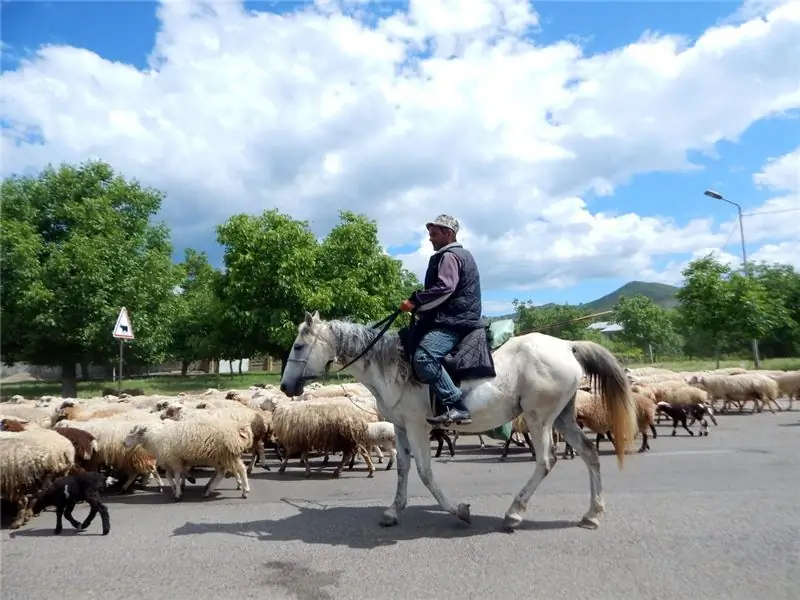 По дороге в Дманиси в пробках участвуют овцы