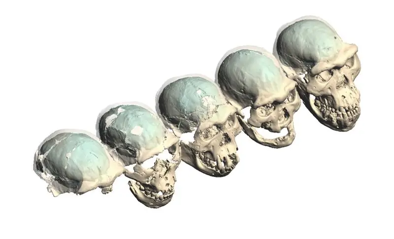 Окаменелости ранних людей из Дманиси включают пять частичных черепов, смоделированных здесь в цифровом виде. Один из людей (второй справа) не смог бы есть без посторонней помощи, что позволяет предположить, что другие действовали как опекуны