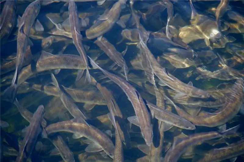 Весной алевики плывут вверх по реке Дамарискотта