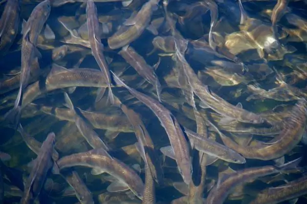 Многовековая рыбная лестница, питающая индустрию омаров в штате Мэн