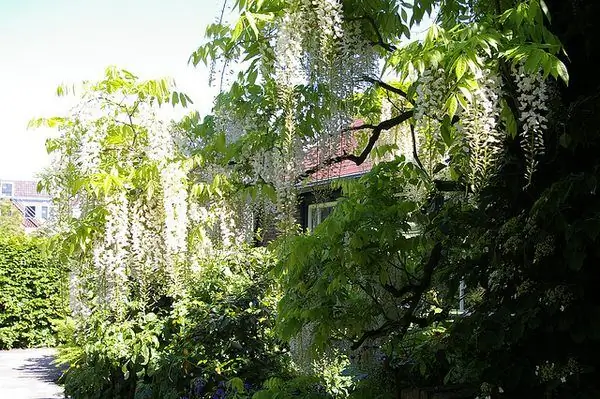 Hortus Botanicus Лейден