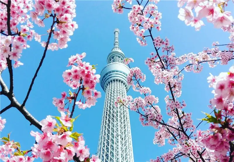 Цветущая вишня обрамляет башню Tokyo Skytree