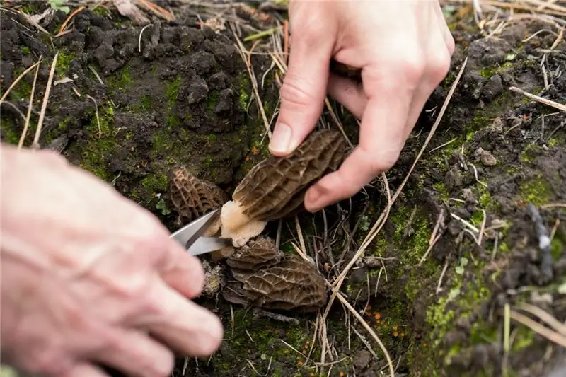 Используя ножницы, соберите гроздь огненных сморчков