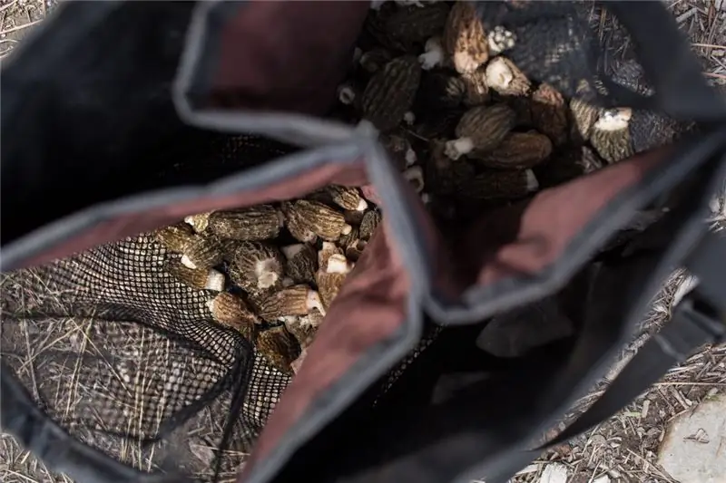 В сетчатом мешке собрано множество грибов