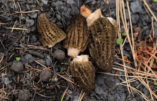 Таинственный гриб, который растет только в шрамах от ожогов