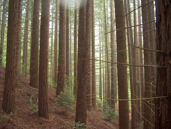 Bosque De Secuoyas (Лес секвойи)