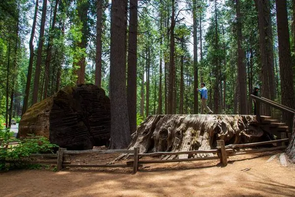 Дерево открытий