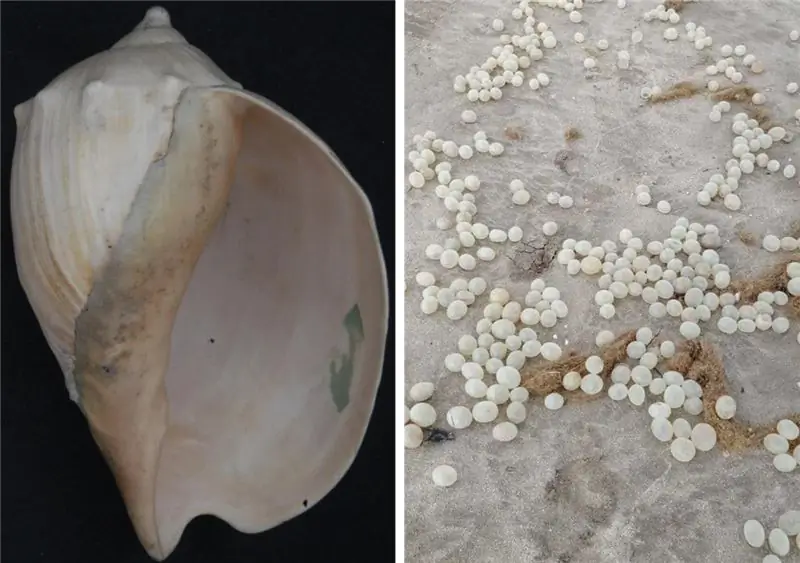 Яйцевые капсулы Adelomelon brasiliana, большой улитки, свободно плавают, но иногда выбрасываются на берег Яйцевые капсулы Adelomelon brasiliana, большой улитки, свободно плавают, но иногда выбрасываются на берег