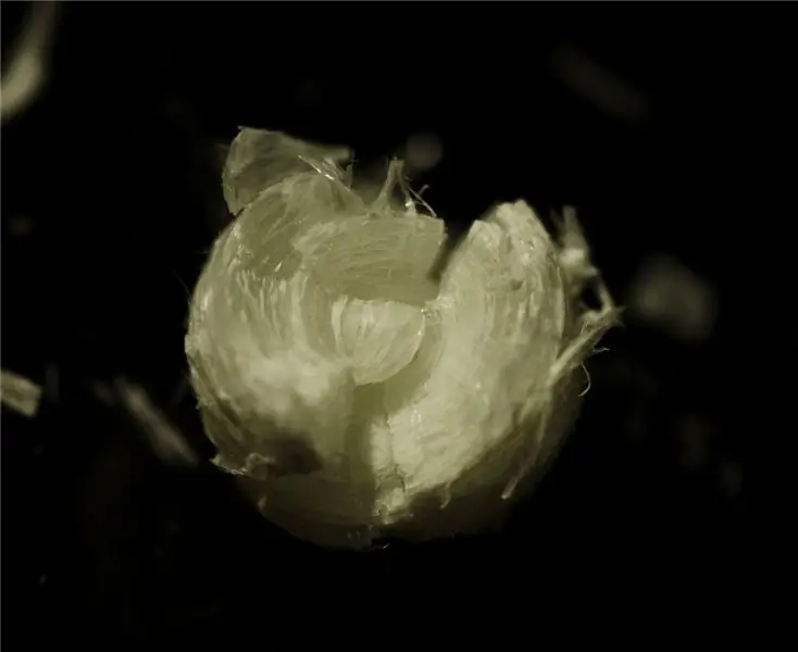 Ядро в центре большого глаза гренландской акулы содержит углерод с момента рождения акулы