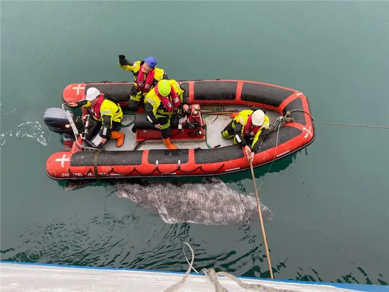 Ученые с датского исследовательского судна «Дана» поймали 12-футовую самку акулы для пометки недалеко от Какортока, Гренландия, в августе 2021 года