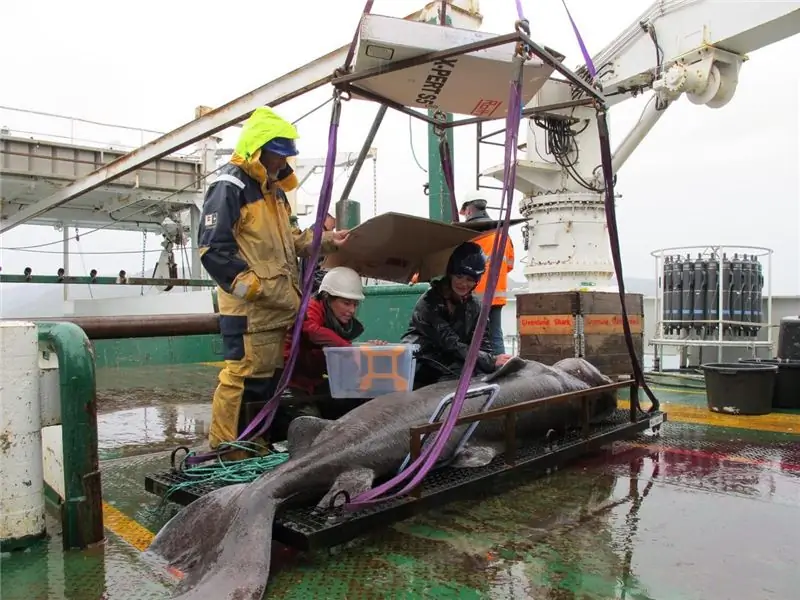 Исследователи используют ультразвук для сканирования 12-футовой самки, чтобы проверить беременность и частоту сердечных сокращений. Частота сердечных сокращений в покое составляла около 8-10 ударов в минуту, что является одним из самых медленных показателей, когда-либо зарегистрированных у позвоночных