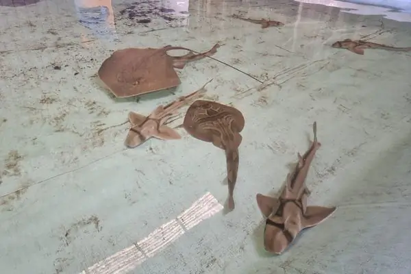 Центр спасения акул и скатов