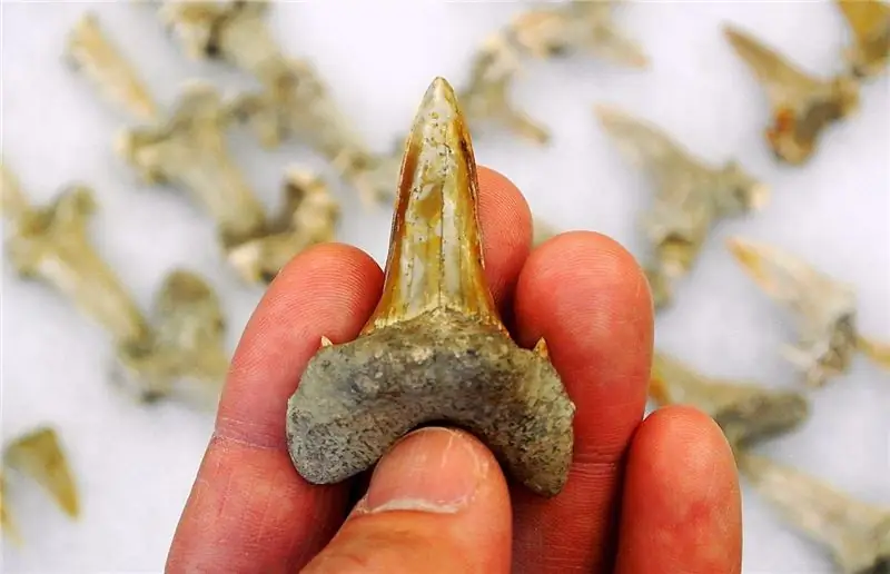 Эта древняя акула, возможно, была медленной, но все же довольно острой