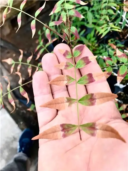 Браун осматривает лист фисташки с солью