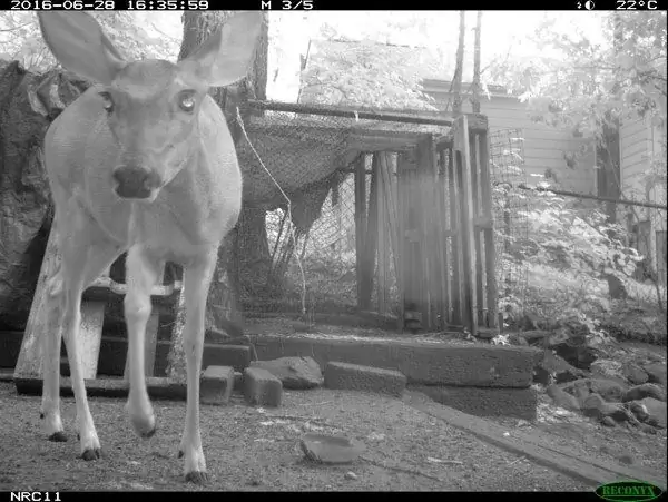 Олень под наблюдением