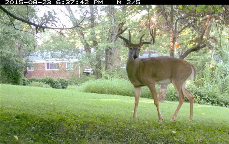 Олень позирует перед чужим домом