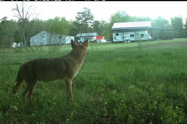 Нечеловеческие млекопитающие тоже любят пригороды
