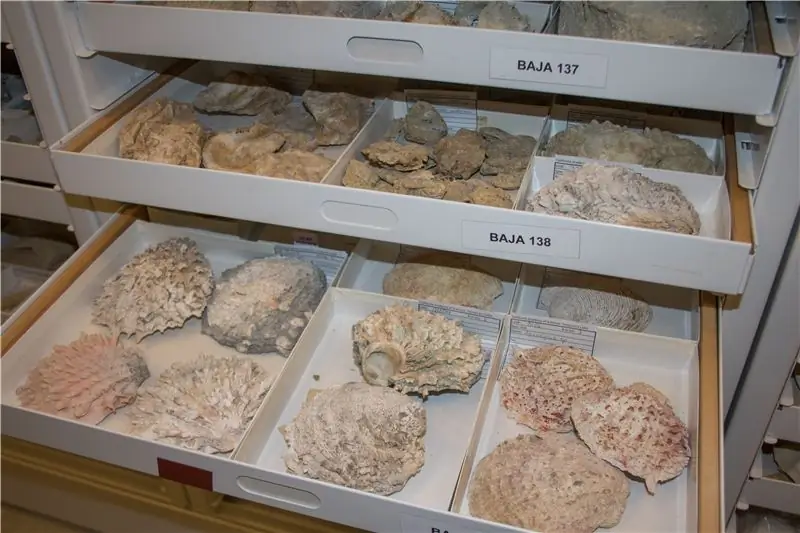 Небольшая часть коллекции окаменелостей Калифорнийской академии наук