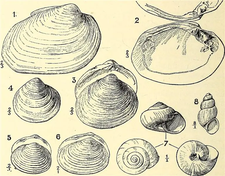До фотографии и 3D-сканирования иллюстрации окаменелых морских беспозвоночных помогали ученым делать общие выводы