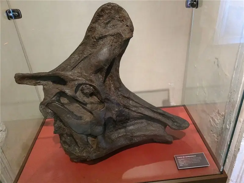 Окаменелость динозавра из Национального музея. Хотя сама окаменелость может быть утеряна, даже эта ее фотография лучше, чем ничего