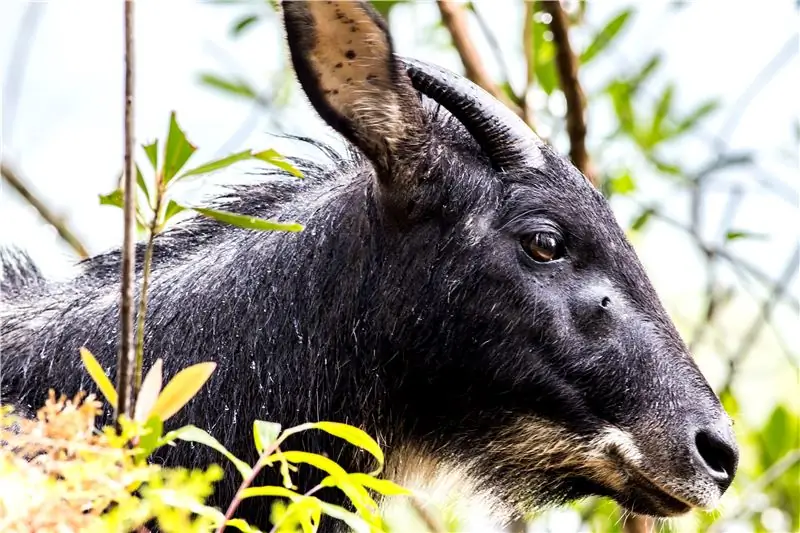 «Ученые, которые исследовали скальп йети, собранный экспедицией Хиллари, пришли к выводу, что он, вероятно, был сделан из кожи сероу, похожего на козла животного, распространенного в Гималаях. &39