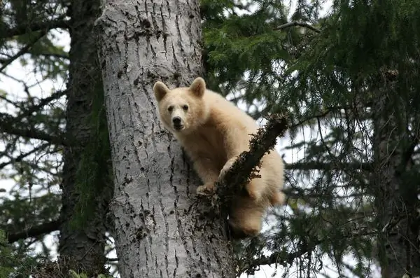 На побережье Британской Колумбии древнее управление получает современный оттенок