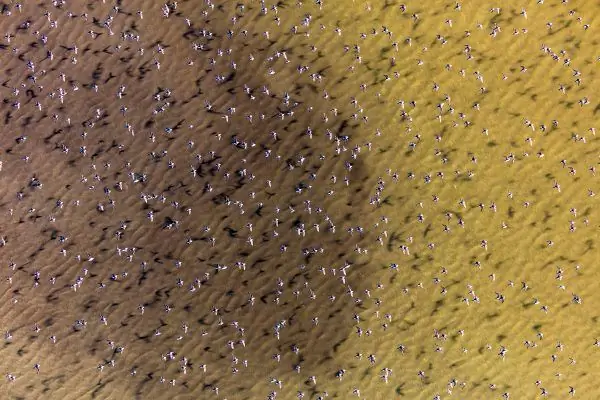 Яркие изображения запечатлели потрясающую перемену в Соленом Южном заливе Сан-Франциско