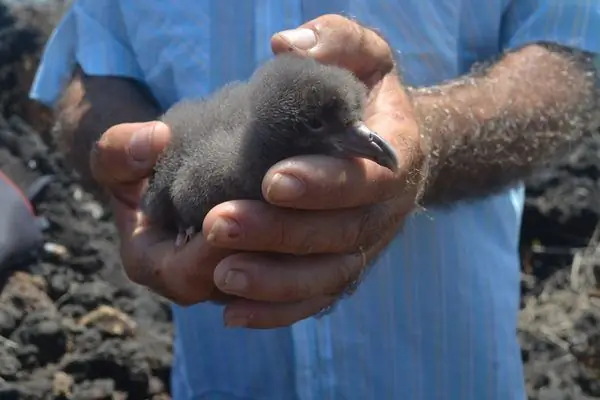 На отдаленном острове местные жители защищают яйца морских птиц, на которых когда-то охотились