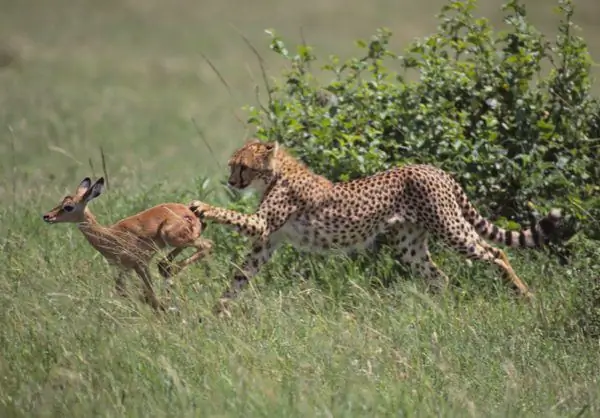 Животные не просто убегают - они строят удивительно тщательно продуманные планы побега