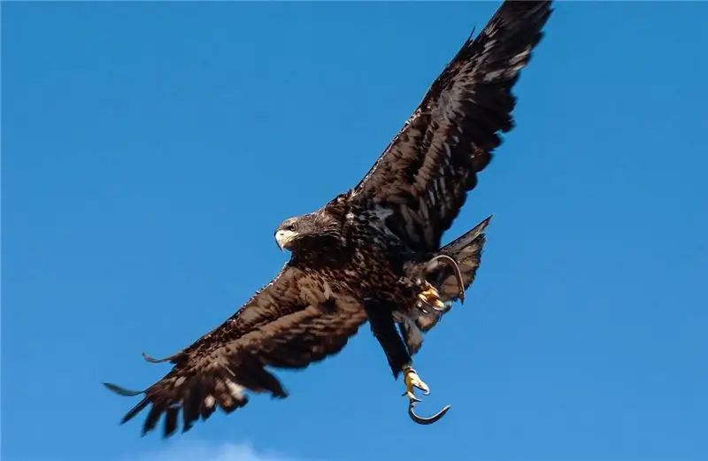 Соколиная охота, охотничья практика, насчитывающая более 4000 лет, включает в себя дрессировку хищных птиц - обычно соколов, а также ястребов, орлов и сов