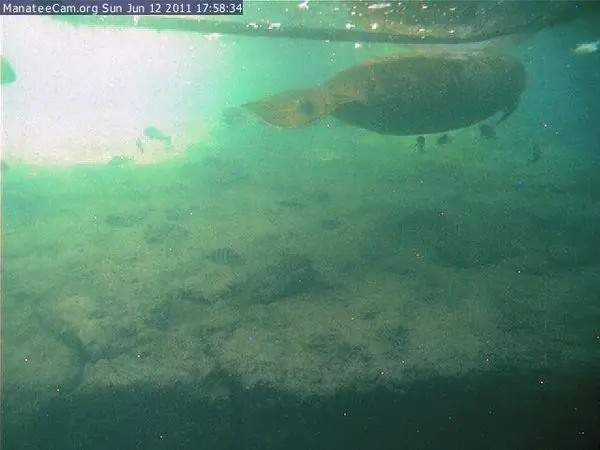 Элли Шиллер Государственный парк дикой природы Хомосасса Спрингс